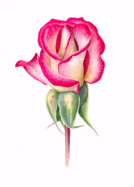 Single rose.